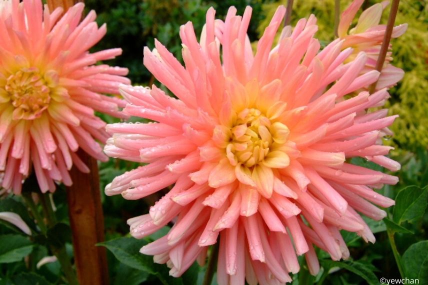 Staking Perennial Plants