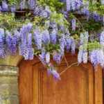 Choosing your wisteria: buyer's guide