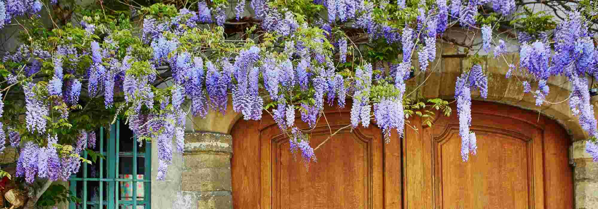 Choosing your wisteria: buyer's guide