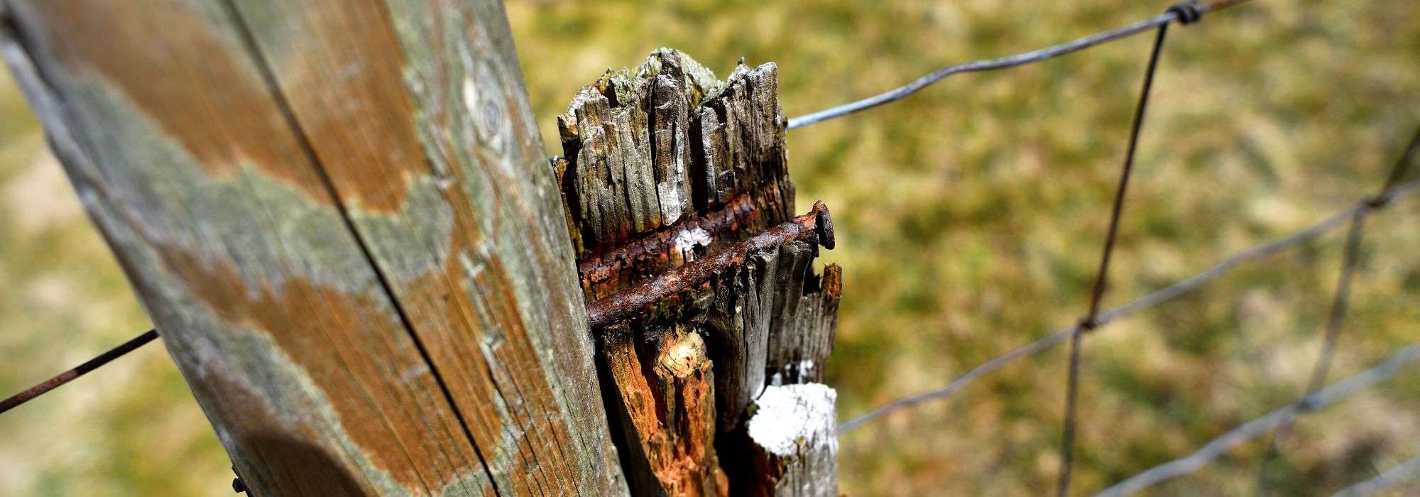 Tetanus: gardeners, don't miss your booster jab!