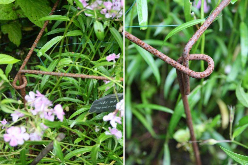 staking perennial plants