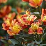 7 ideas for combining Alstroemeria