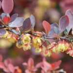 7 indestructible bushes for beginner gardeners