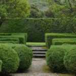 Evergreen tree and shrub: what are they?