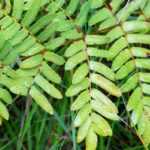 Osmonds: Planting, Growing, and Caring for Them