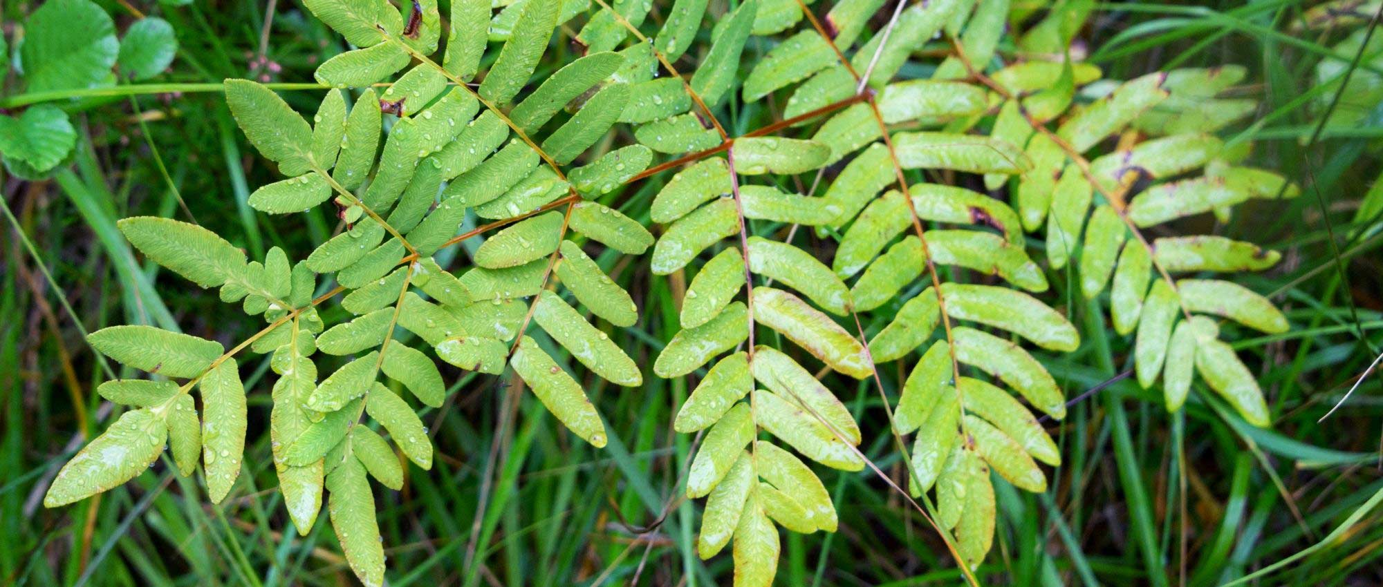 Osmonds: Planting, Growing, and Caring for Them