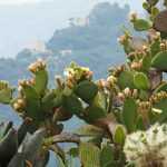 How to plant cacti in the garden?