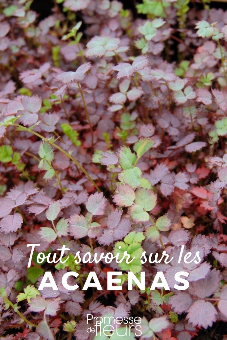 Acaena: Everything You Need to Know

The genus Acaena, part of the Rosaceae family, is a group of plants known for their unique and attractive appearance. Often referred to as "burr seeds" due to their burr-like seed pods, these plants are a popular choice for ground cover in gardens due to their low-growing, mat-forming nature.

### Characteristics of Acaena

Acaena species are perennial plants, which means they live for more than two years. They are primarily known for their foliage and the distinctive spiky seed heads that appear after the flowering season. The leaves of Acaena plants are usually small and pinnate, and they can vary in color from green to a striking red or bronze.

### Ideal Growing Conditions

To thrive, Acaena prefers well-drained soil and a position in full sun or partial shade. These plants are quite hardy and can tolerate a range of soil types, although they perform best in light, sandy soils. Regular watering is essential, especially in dry conditions, but be careful not to overwater as Acaena does not like soggy soil.

### Uses in the Garden

Acaena is an excellent choice for ground cover, especially in areas where other plants might struggle to grow. Its dense growth habit helps to suppress weeds and its unique seed heads provide visual interest in the garden, even during the colder months. Acaena can also be used in rock gardens or along garden paths, where its texture and color will complement stones and other plants.

### Propagation

Propagating Acaena is relatively straightforward. It can be done by seed, or more commonly by division in early spring or autumn. When dividing, ensure that each section has some roots and shoots for the best chance of success.

### Common Varieties

Some popular varieties of Acaena include Acaena saccaticupula, known for its blue-green leaves and coppery burrs, and Acaena inermis 'Purpurea', which boasts striking purple foliage. Each variety has its own specific charm, offering different options for gardeners looking to add texture and interest to their plantings.

### Conclusion

Acaena is a versatile and attractive plant that can add beauty and functionality to many parts of the garden. Whether used as ground cover or as an accent in a rock garden, its distinctive appearance is sure to catch the eye. With proper care and suitable growing conditions, Acaena can be a delightful addition to your garden landscape.