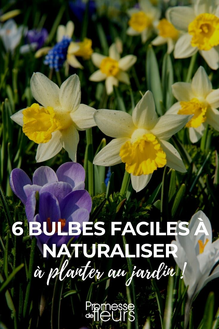Our Selection of 6 Bulbs Easy to Naturalise in the Garden