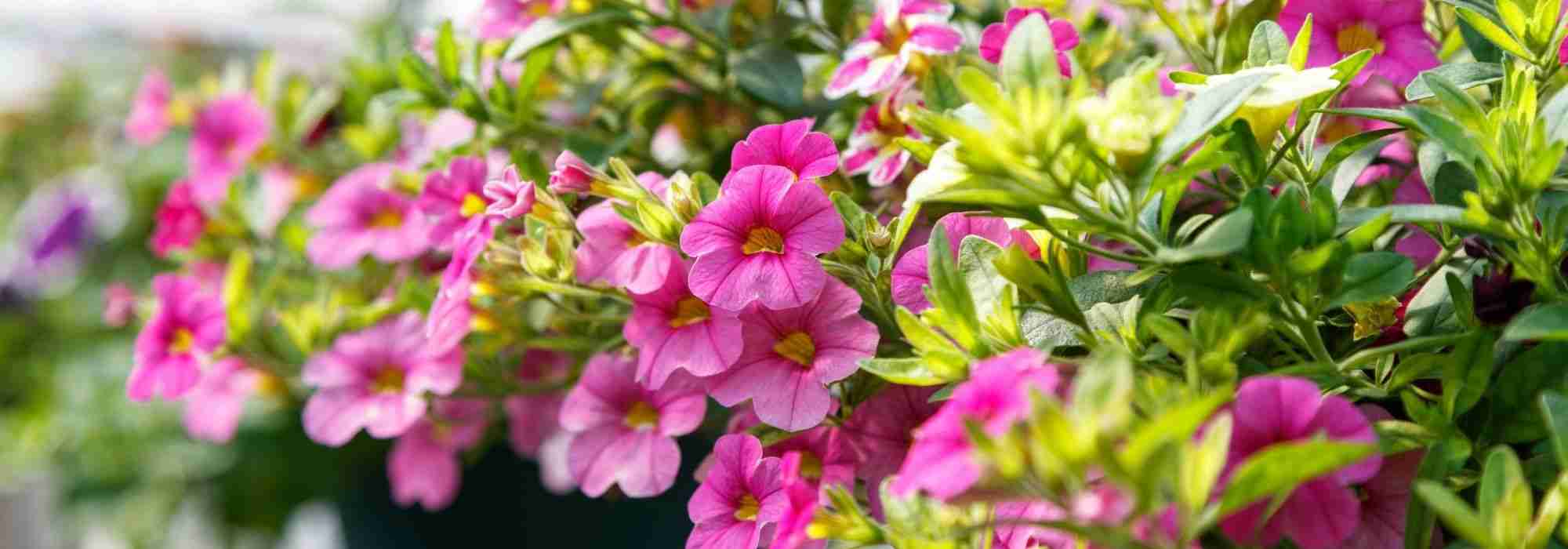 Beautiful hanging baskets of flowers