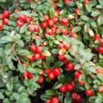 Cotoneaster: which to choose?