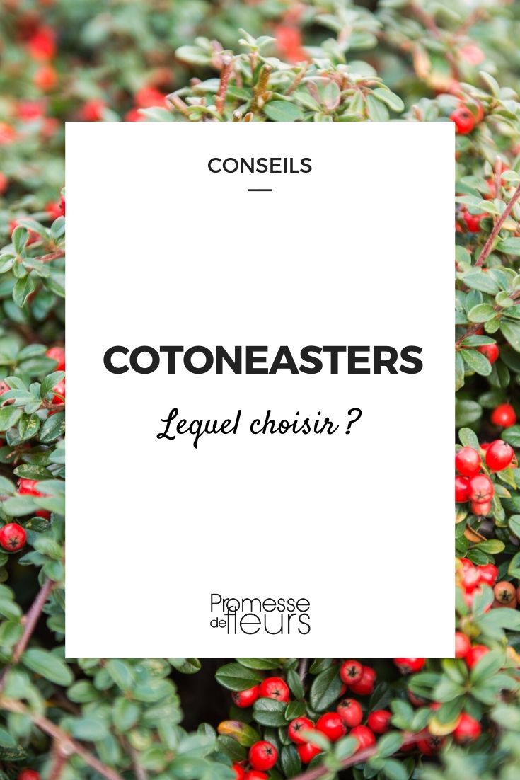 Cotoneaster: Which One to Choose?