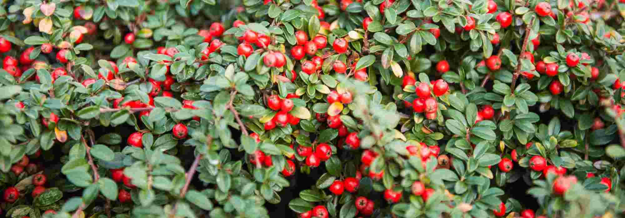 Cotoneaster: which to choose?