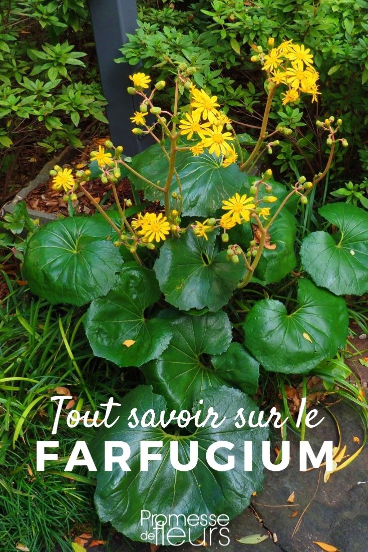 Farfugium: Everything You Need to Know