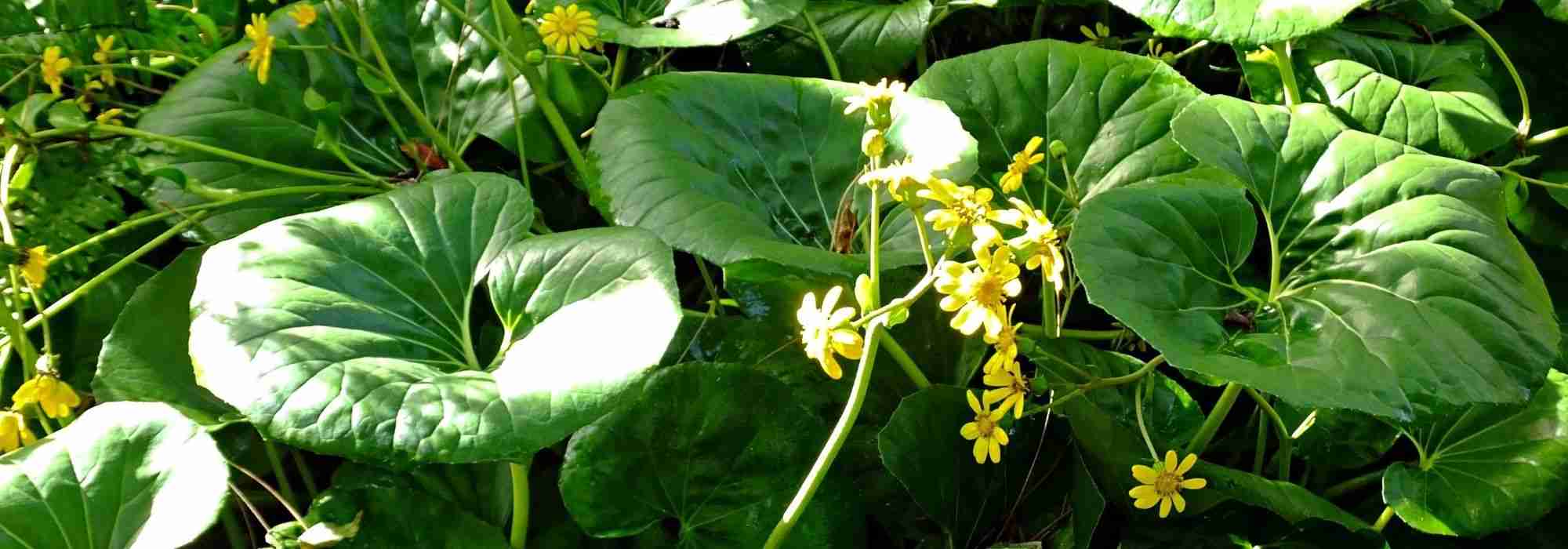 Farfugium japonicum: planting, growing, and care