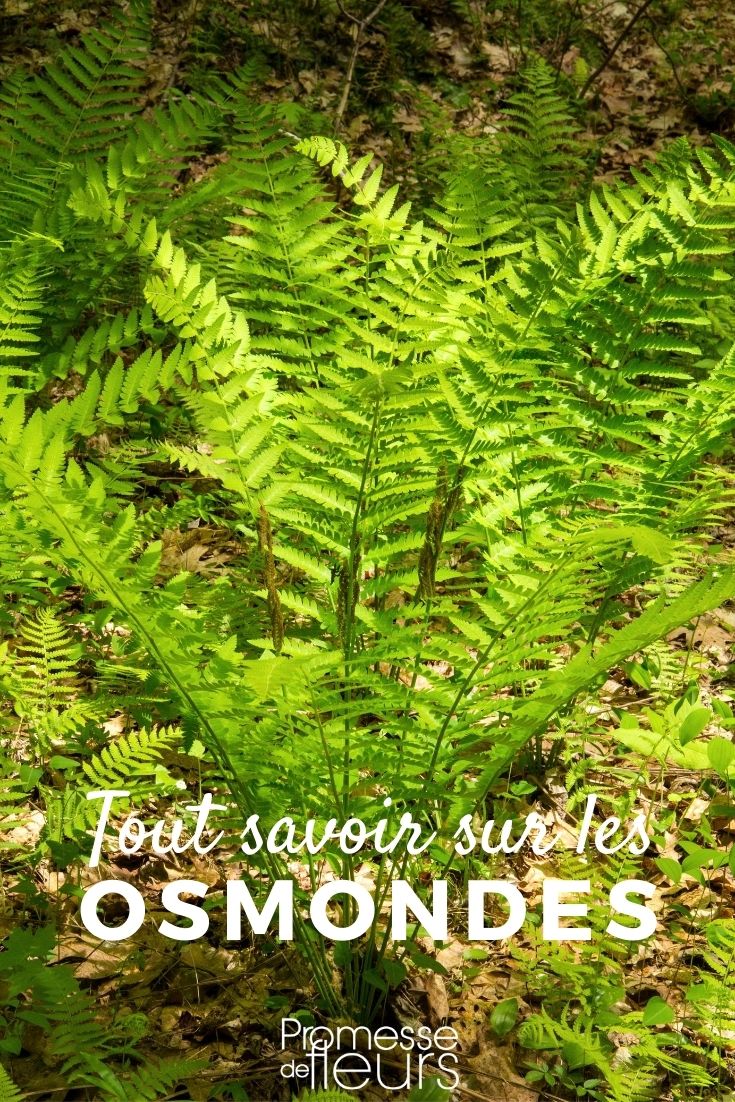 The Royal Fern: Planting, Cultivating, and Maintaining