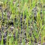 When and how to sow a lawn?