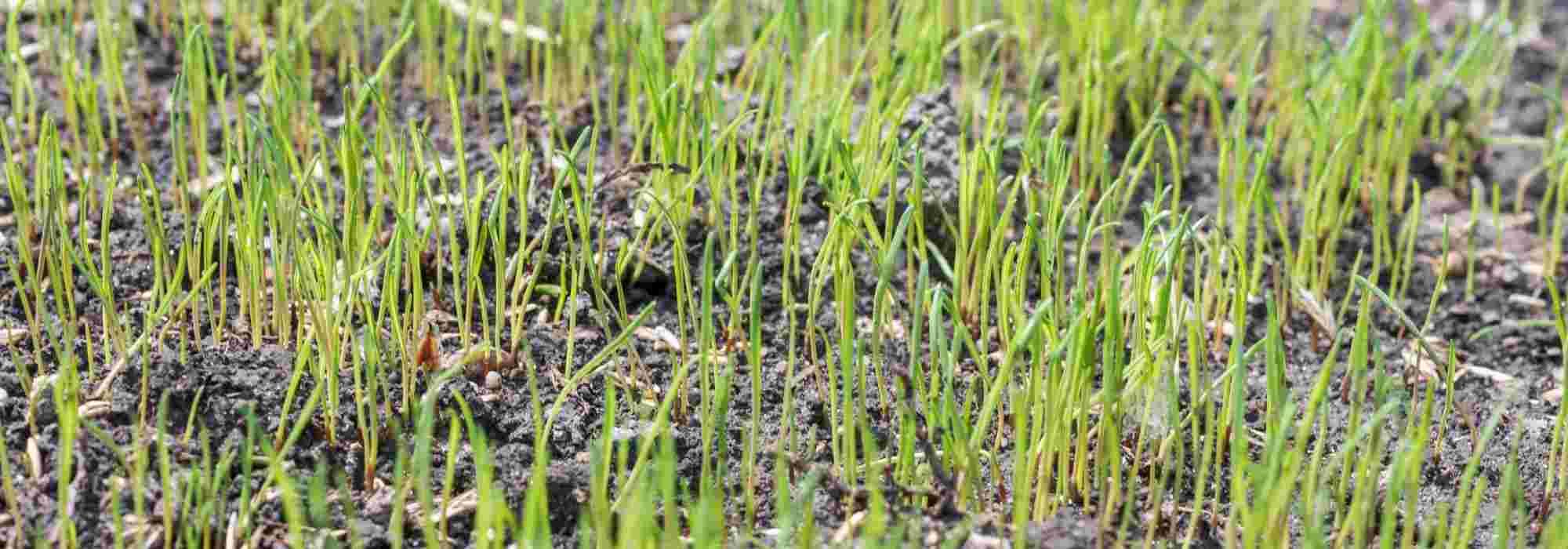 When and how to sow a lawn?