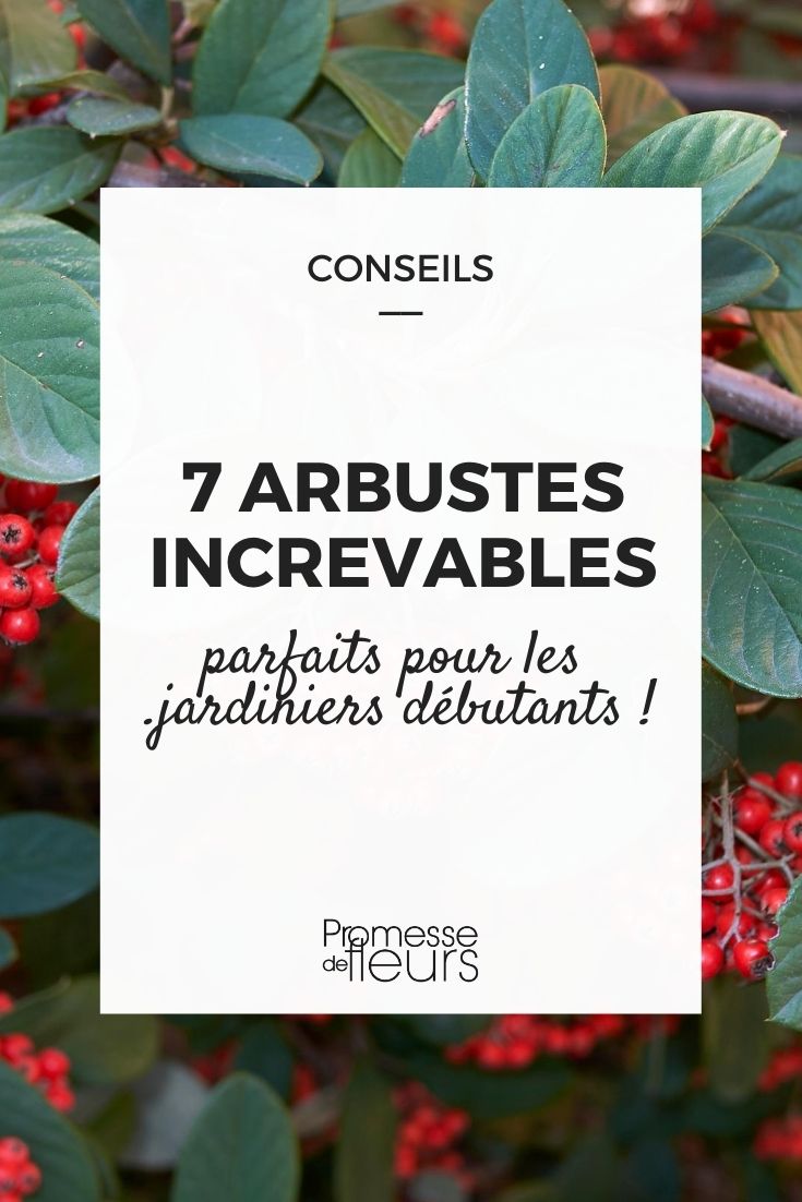 7 Indestructible Bushes for Beginners