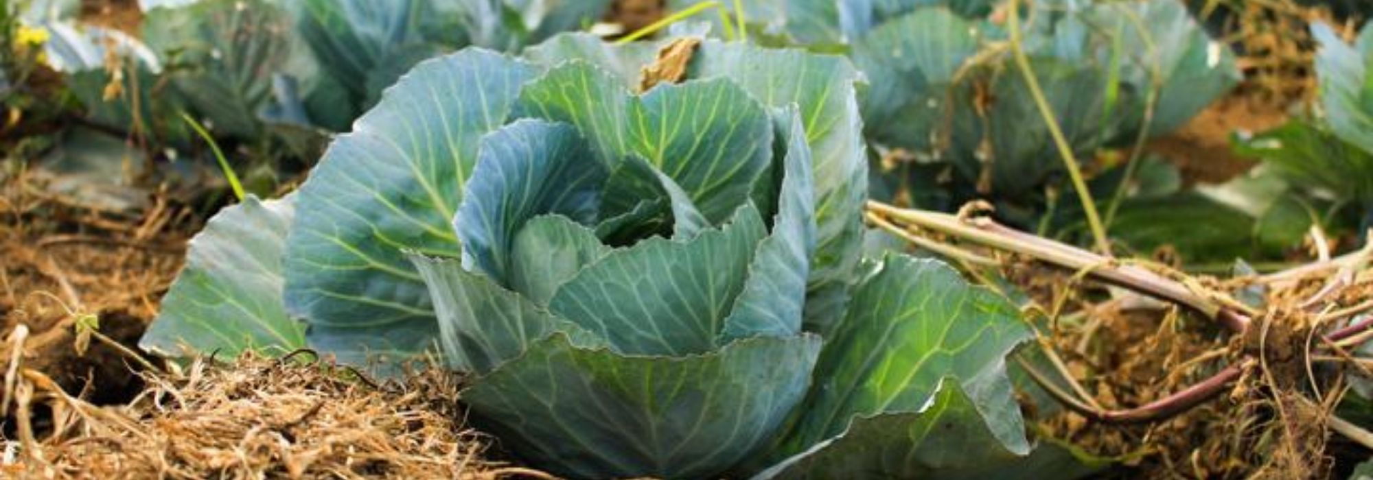 Cabbage: planting, sowing and harvest