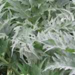 Cardoon: planting, growing, harvest