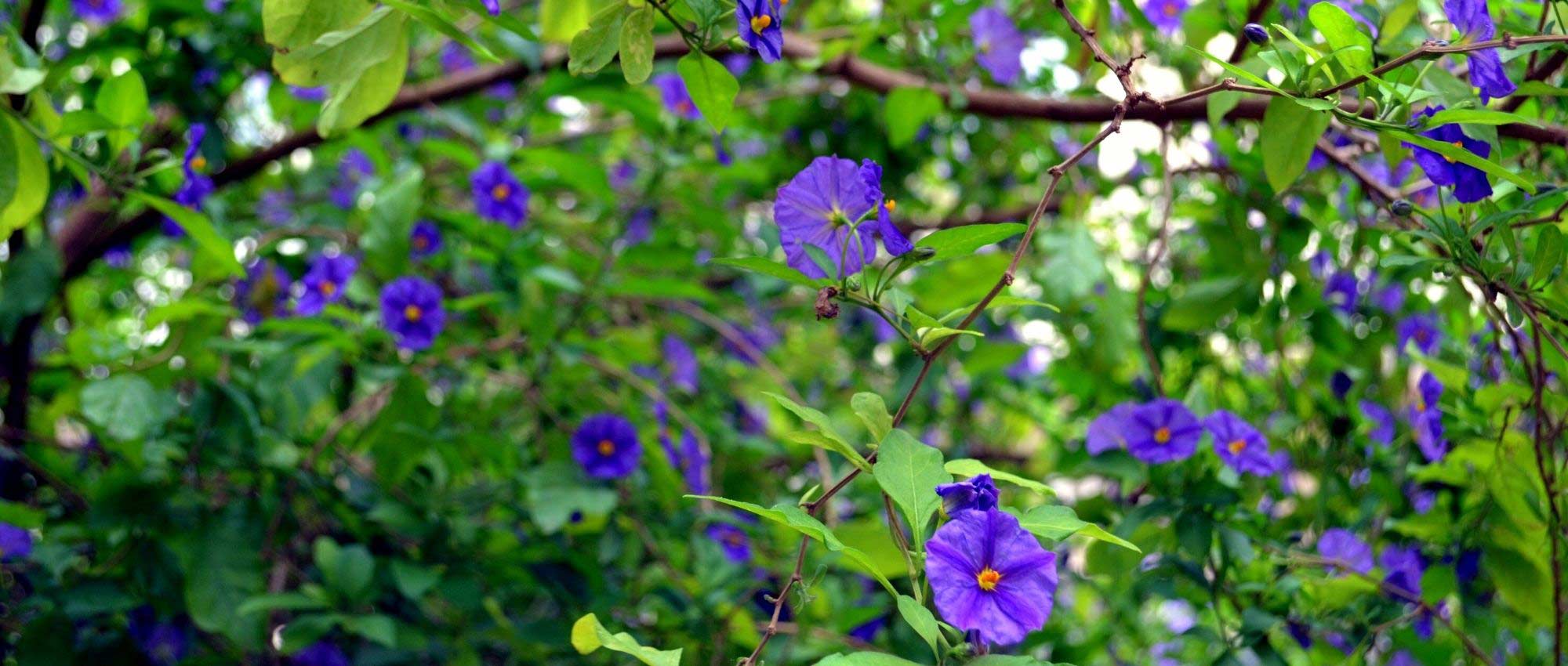 7 easy-to-propagate climbing plants