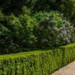 Hedges, bushes, trees: what planting distances?