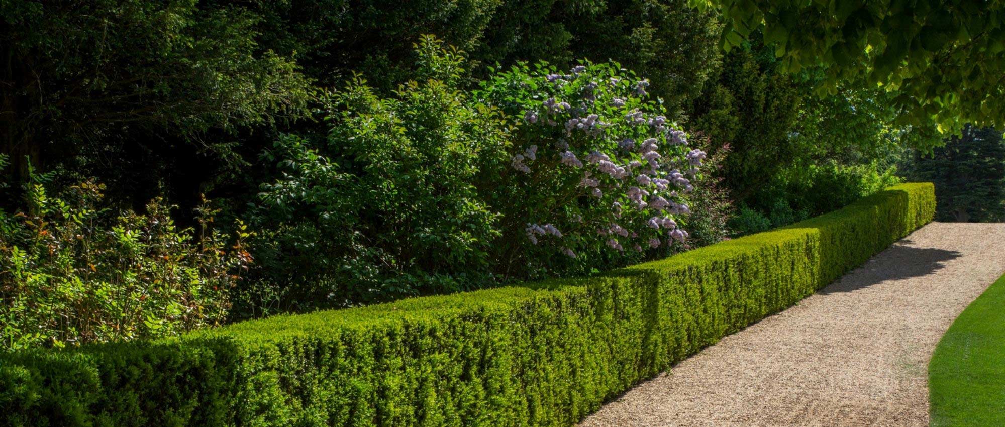 Hedges, bushes, trees: what planting distances?