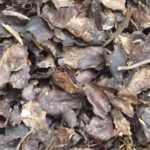 Decorative mulch: it adds style to the garden!