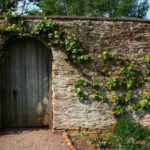 How to train a fruit tree as a cordon?