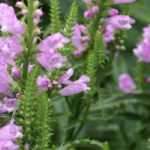 Physostegia: planting, growing and care