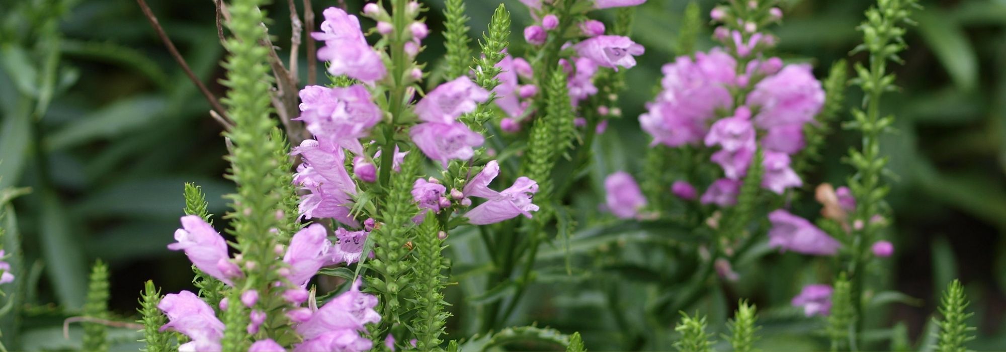 Physostegia: planting, growing and care