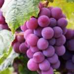 Grapevine: 10 hardy varieties for northern France