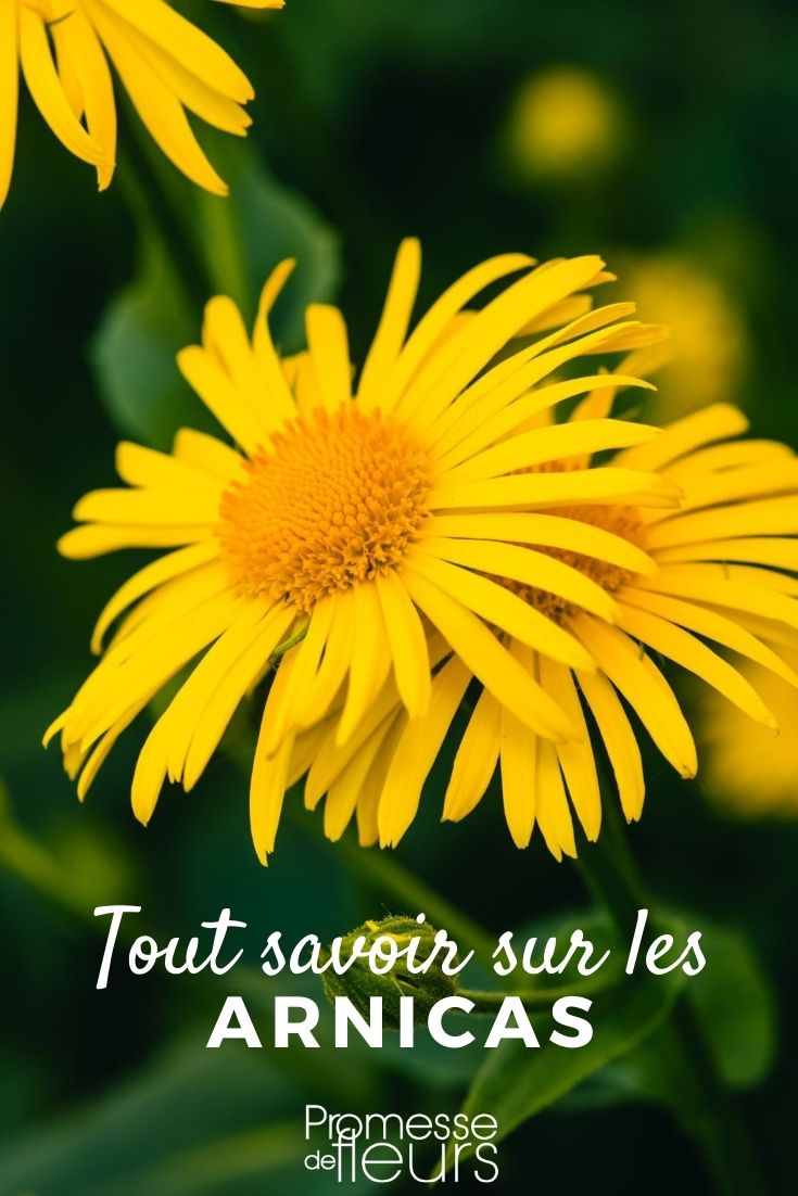 Arnica: Cultivation, Sowing, and Benefits