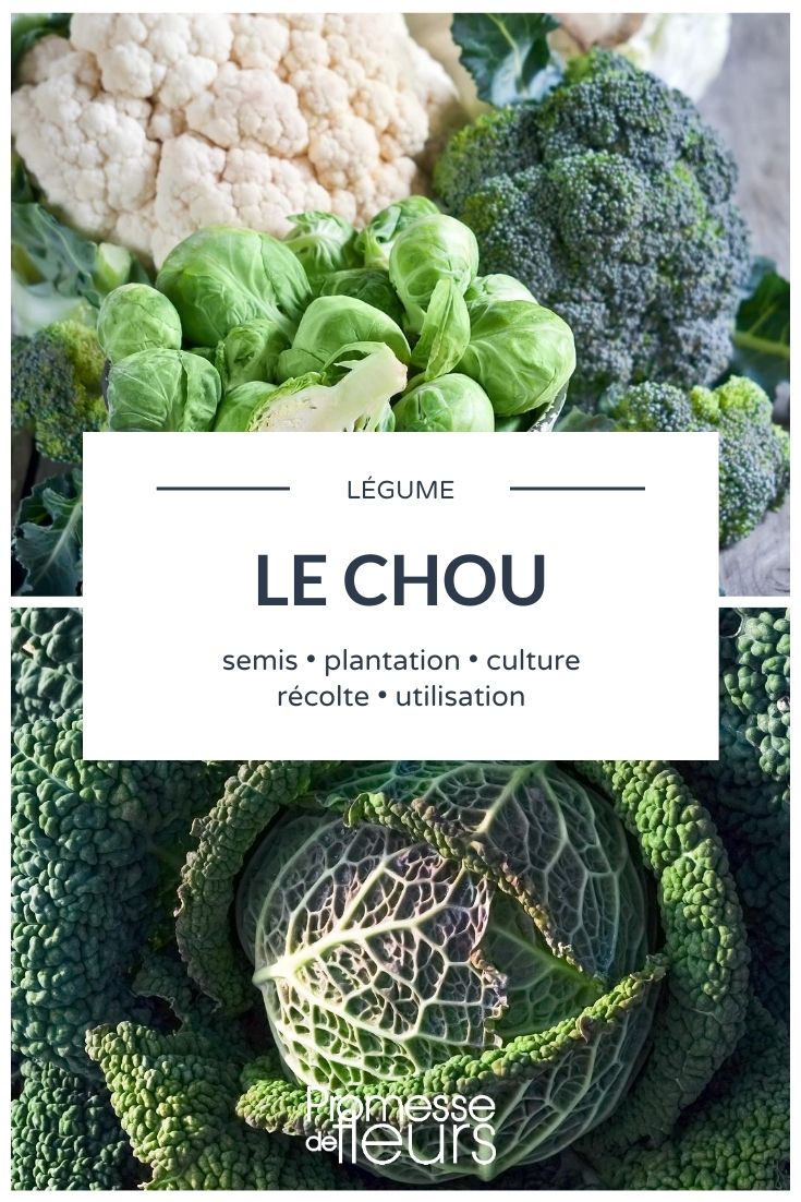 Cabbage: Everything You Need to Know