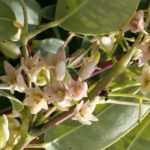 Holboellia (Chinese Blue Vine): planting, cultivation, maintenance