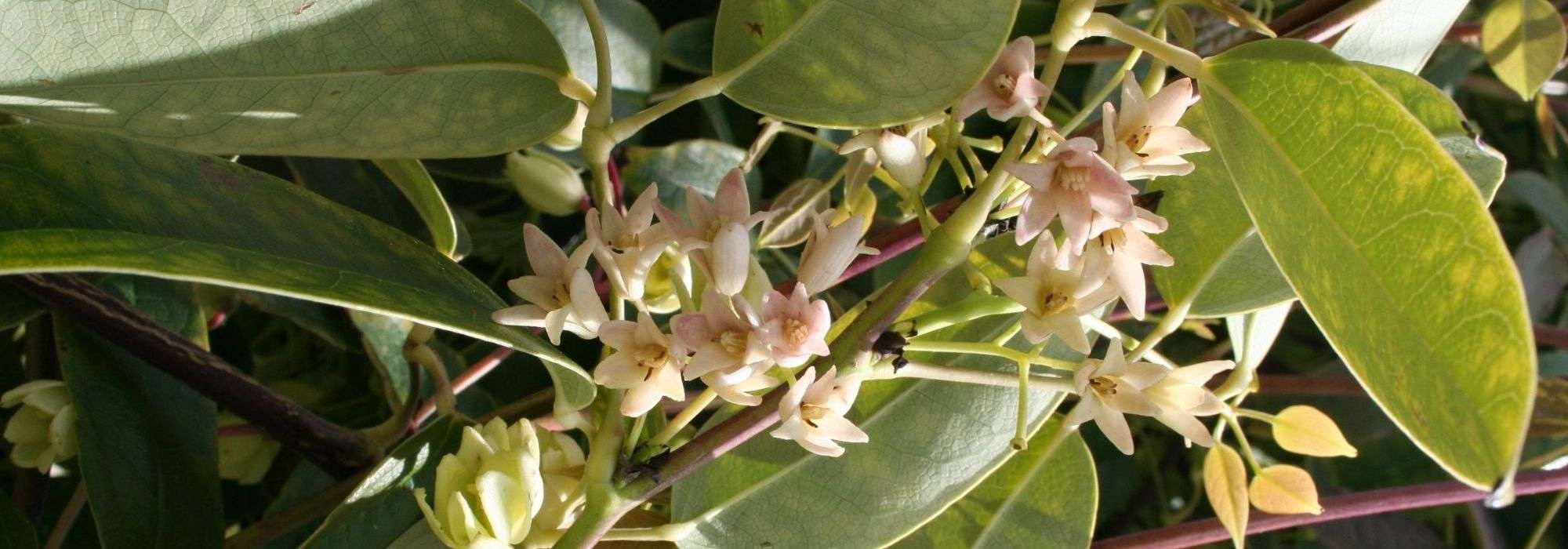 Holboellia (Chinese Blue Vine): planting, cultivation, maintenance