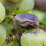 Vine diseases