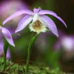 Pleione: planting, growing, and care