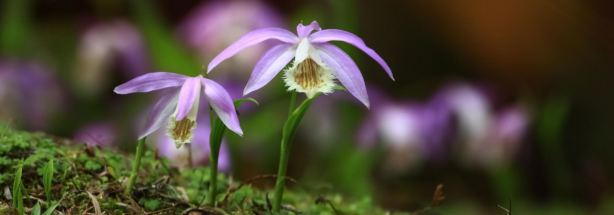 Pleione: planting, growing, and care