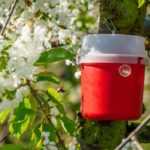 Pheromone traps: why and how to use them in the garden?