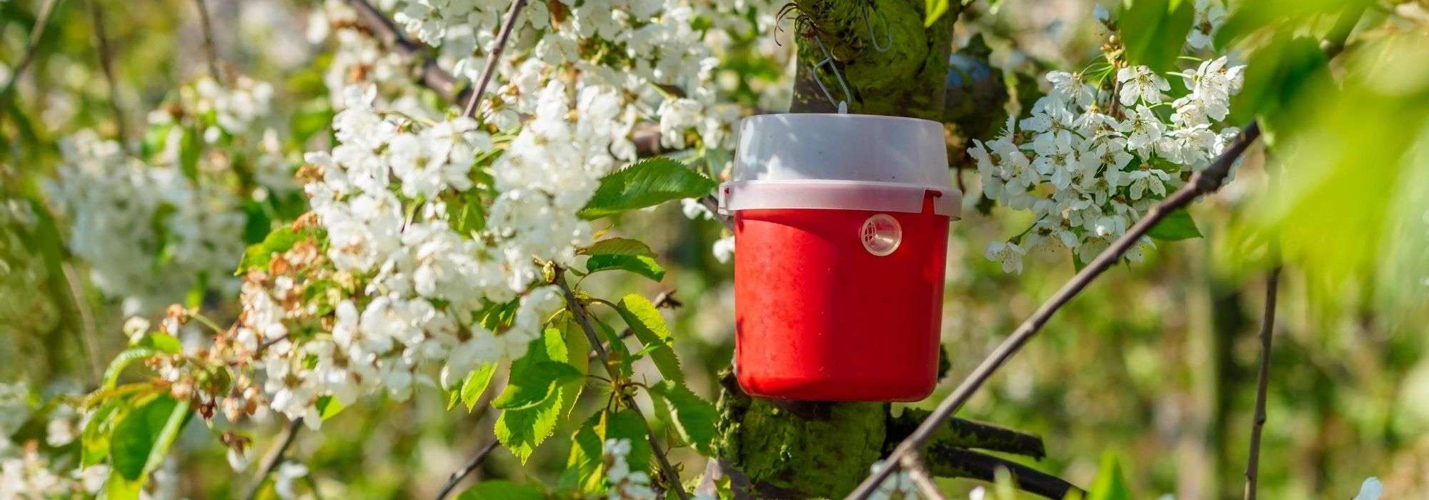 Pheromone traps: why and how to use them in the garden?