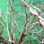 Different types of root systems