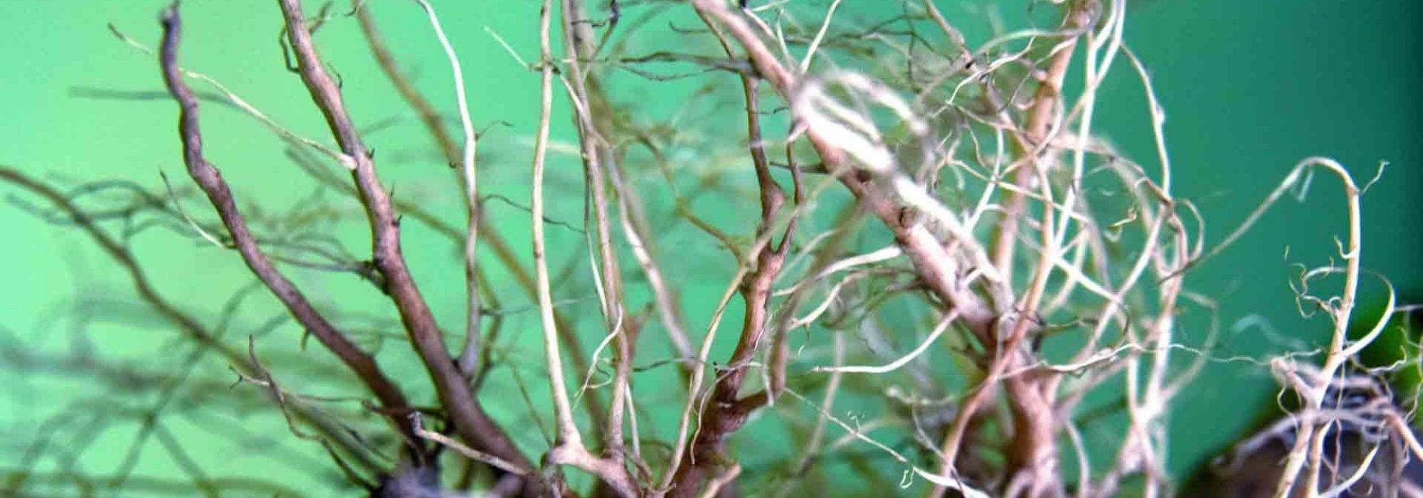 Different types of root systems