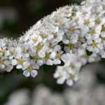 Best varieties of bushes with white flowers