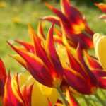 Bulbs: how many to plant to create a beautiful border?