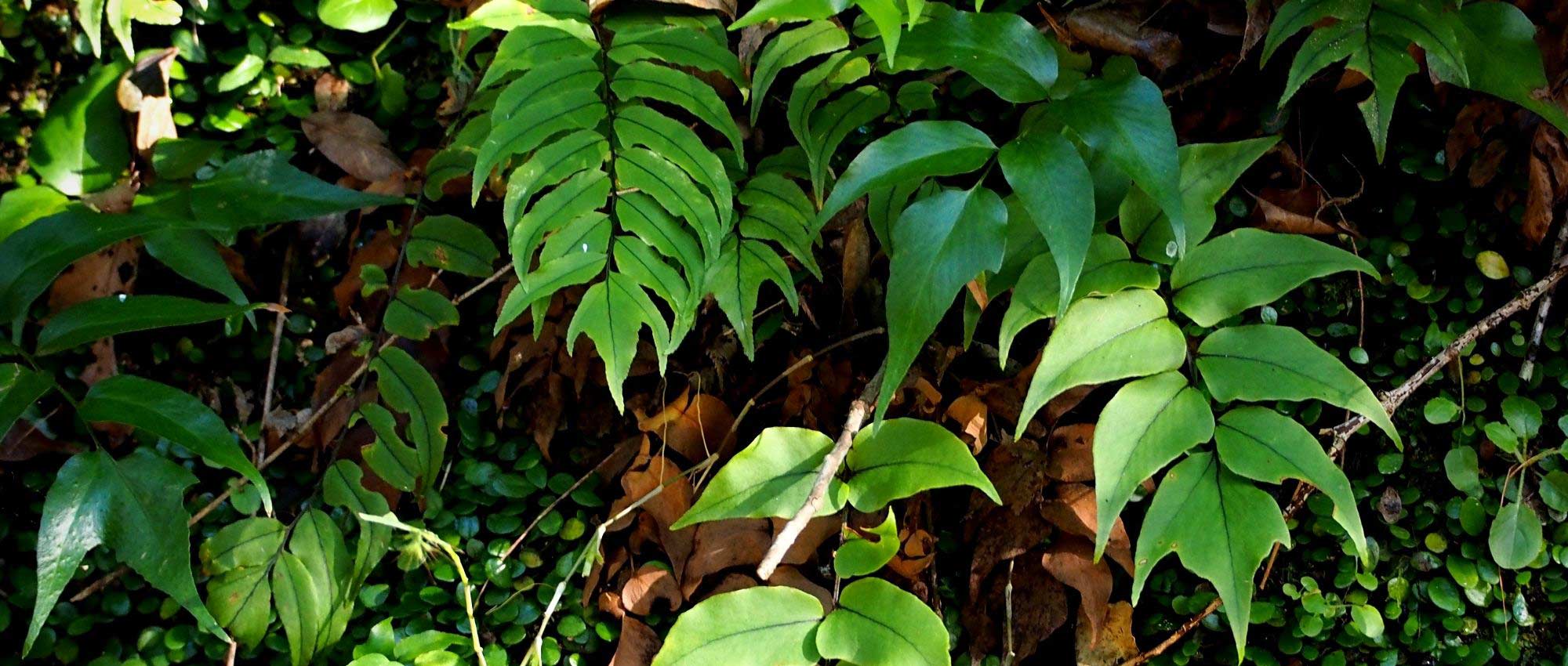 Cyrtomium: planting, growing, and caring for