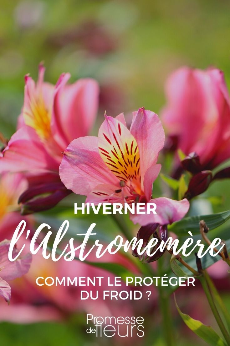 How to Protect Alstroemeria from Cold in Winter?