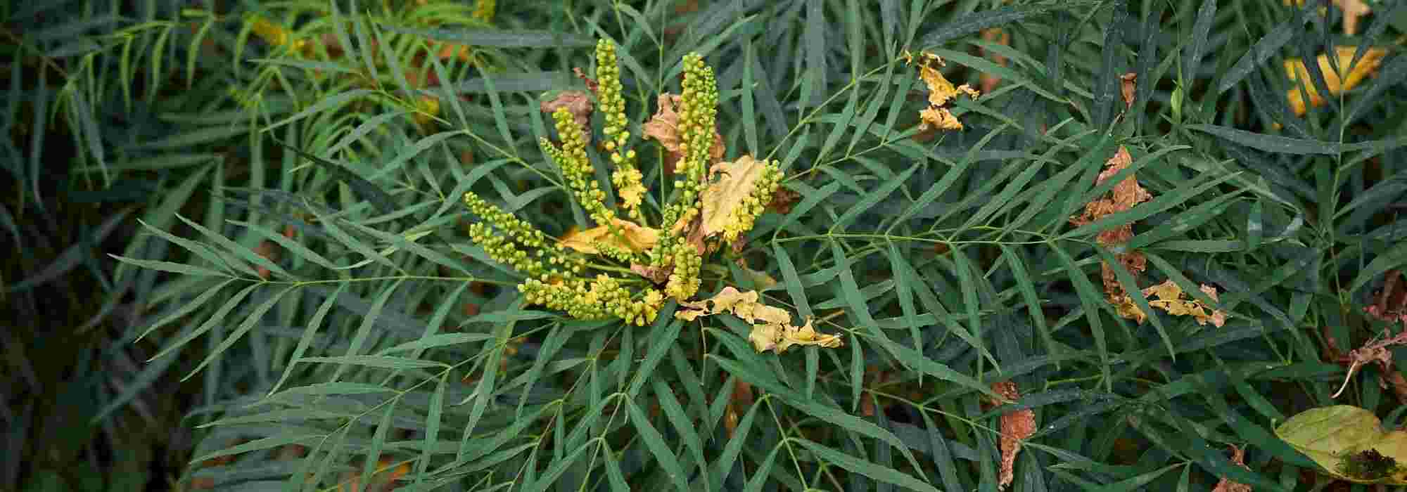 Beautiful shrubs all year round: it's possible!