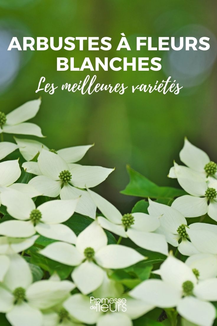 The Best Bushes with White Flowers